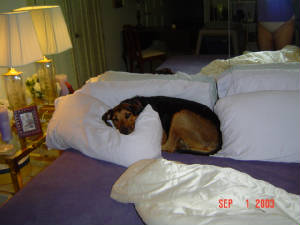 Emmy sleeping on "her" pillows on "her" bed