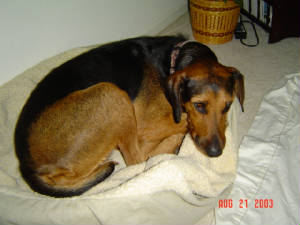 Emmy snoozing in one of her beds